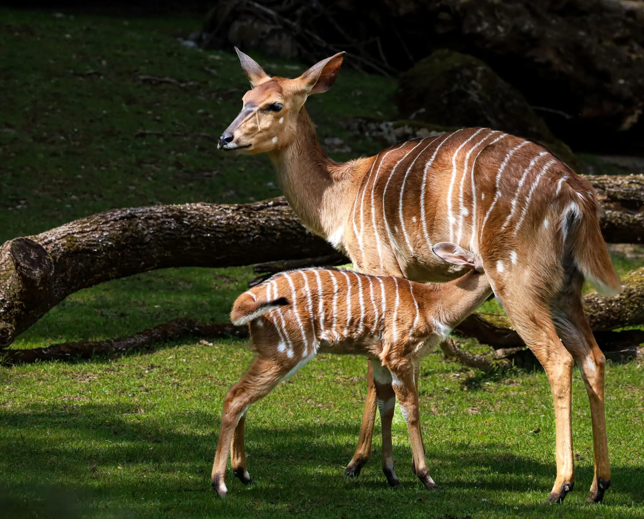 Tieflandnyala im Tierpark Hellabrunn, Offene Führung Familienbande – Tipps fürs zweite Maiwochenende KW 19 // HIMBEER