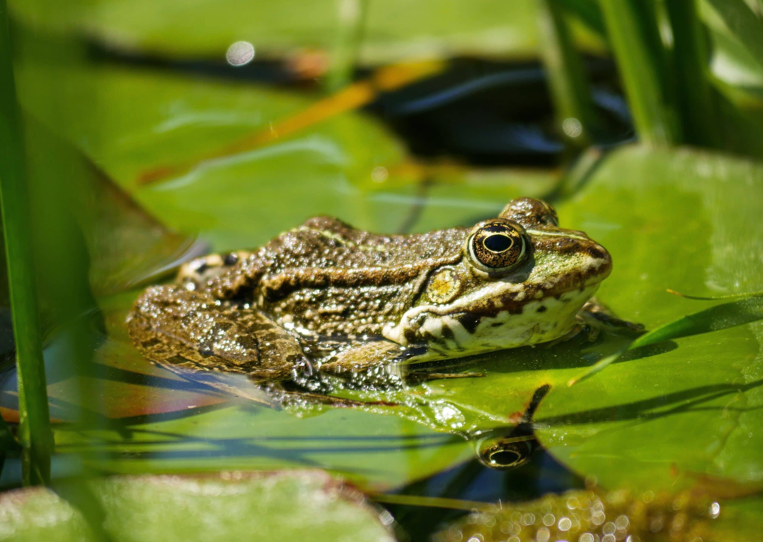 Pflanzen und Tiere an und im Wasser, Botanischer Garten – Tipps fürs dritte Juliwochenende KW 29 // HIMBEER