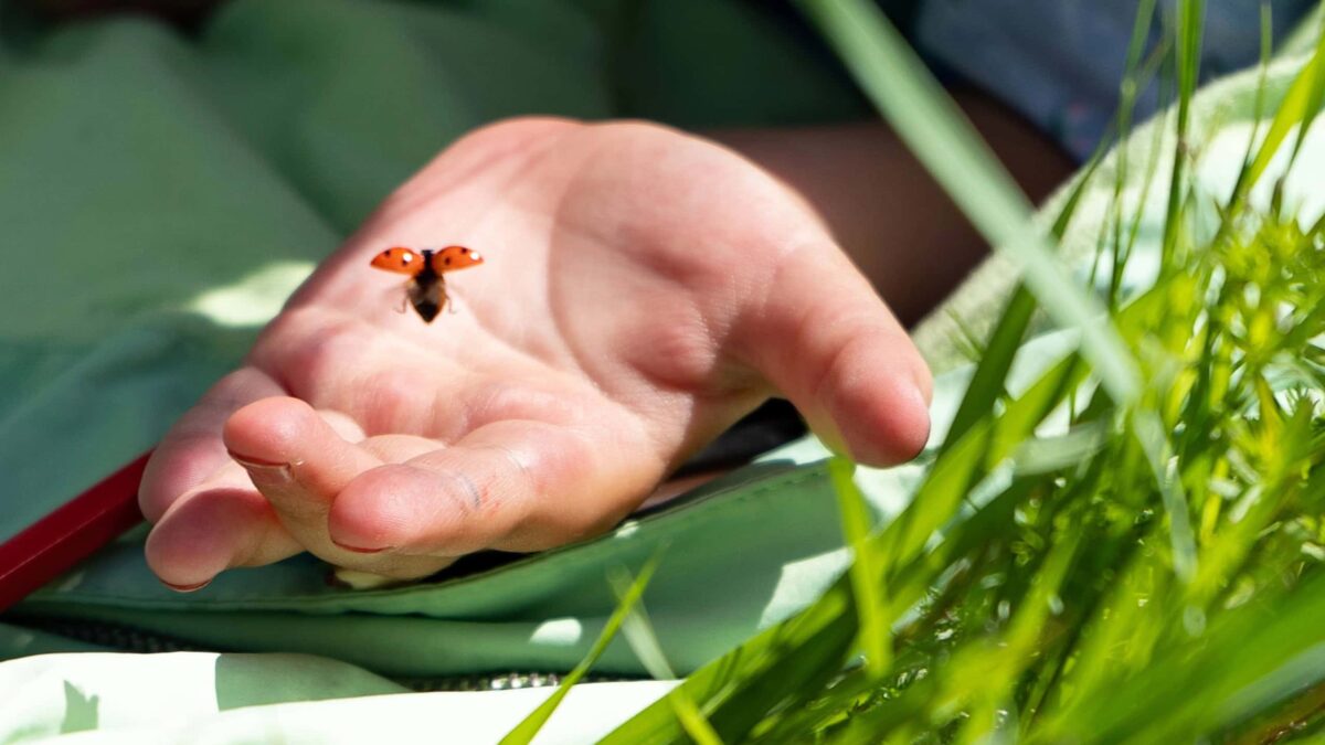 Ferienkurse in der Natur – unsere Liste der Anbieter:innen // HIMBEER