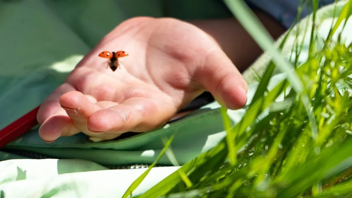 Ferienkurse in der Natur – unsere Liste der Anbieter:innen // HIMBEER
