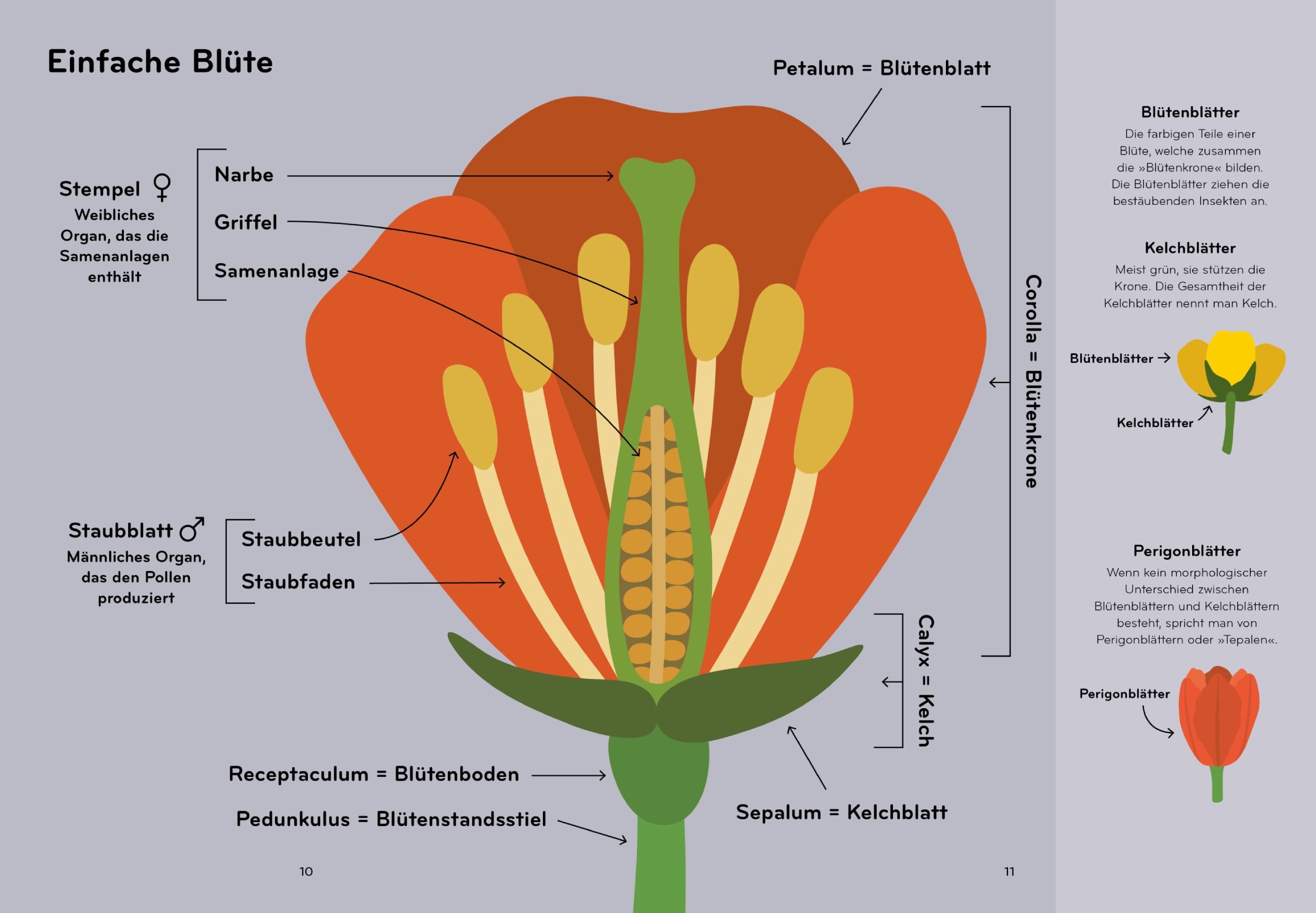Tolle Kinderbücher über die Natur: Florama von Lisa Voisard
