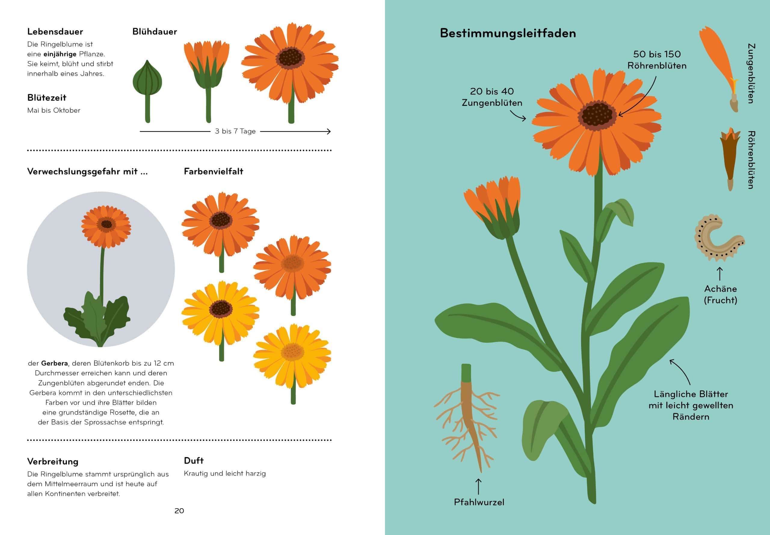 Tolle Kinderbücher über die Natur: Florama von Lisa Voisard