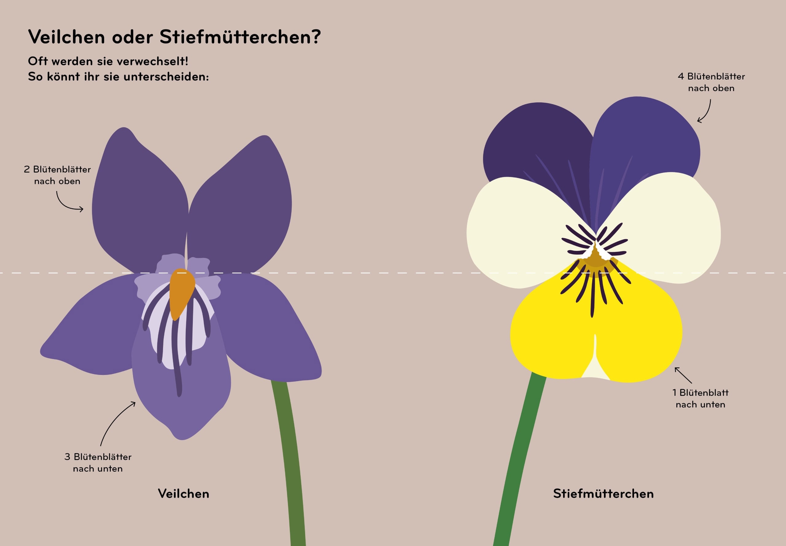 Tolle Kinderbücher über die Natur: Florama von Lisa Voisard