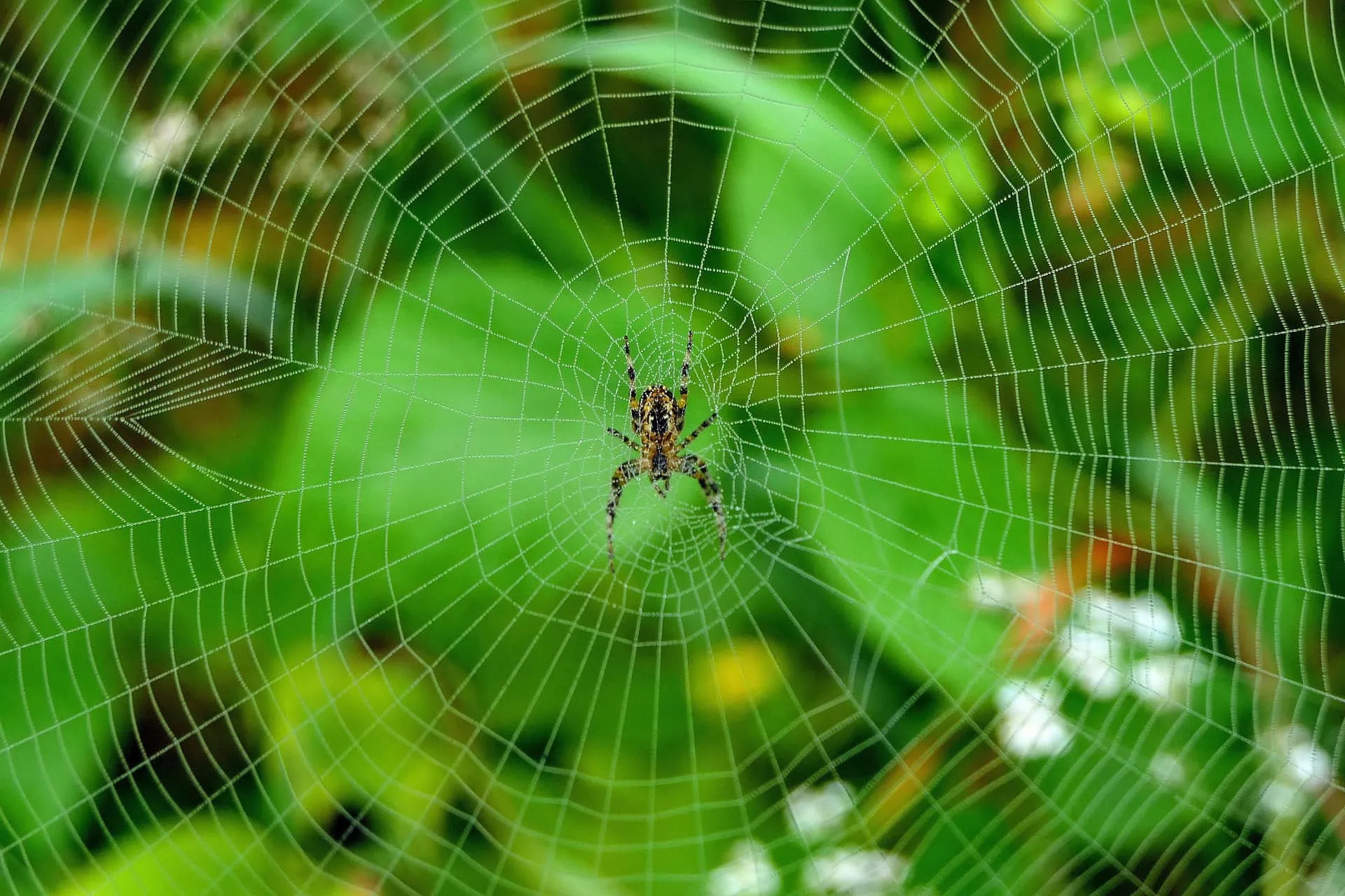 Spinnennetz, MMN Sonderausstellung – Tipps für die zweite Sommerferienwoche KW 33 // HIMBEER