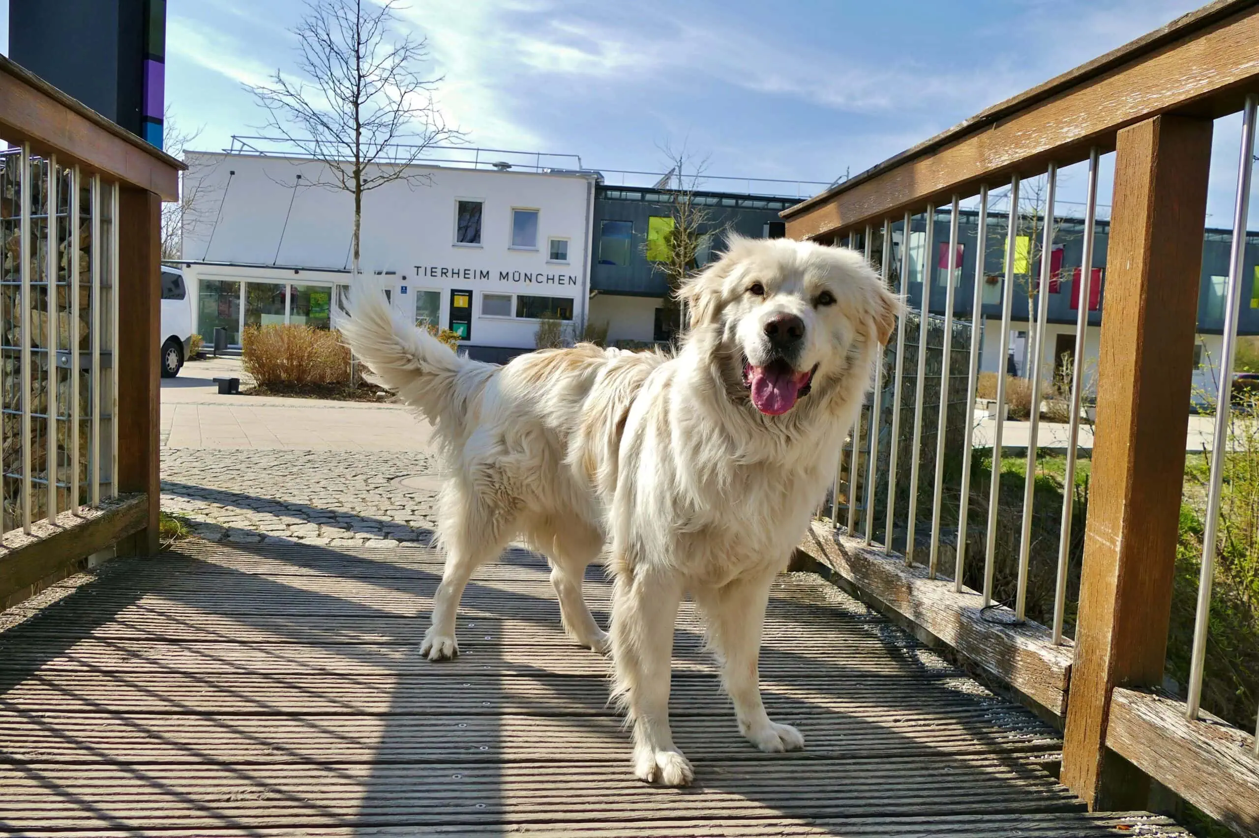 Tierheim-Führung im Tierheim München mit Dino – Tipps für die fünfte Sommerferienwoche KW 36 // HIMBEER